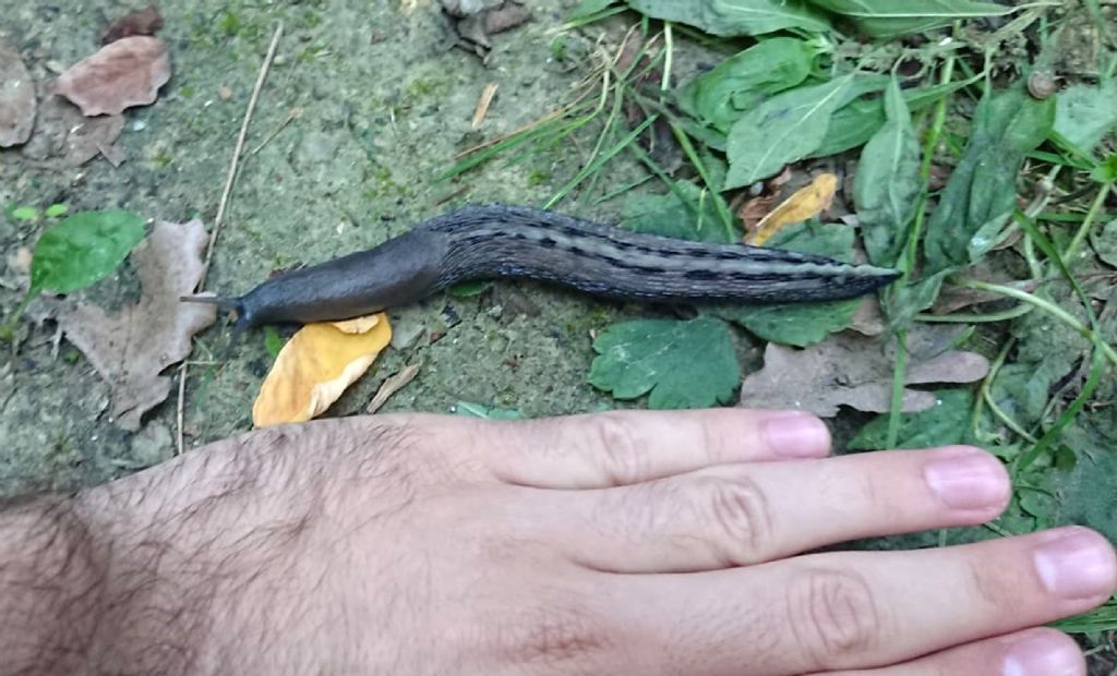 Limax maximus, vero?